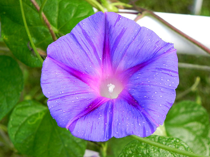 DSCN0010