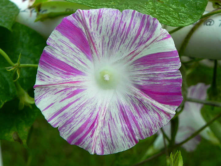 DSCN0191
