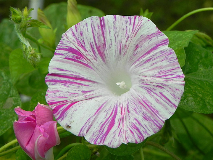 DSCN0440