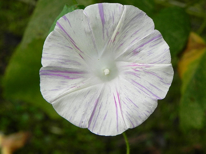 DSCN0441