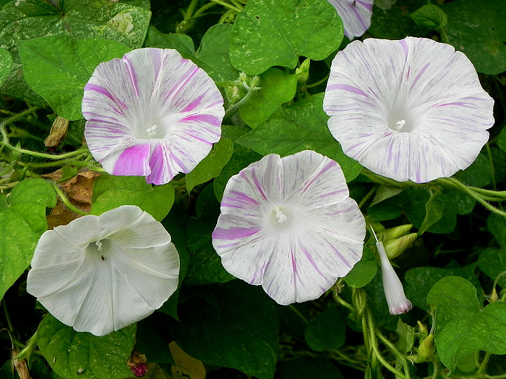 DSCN0536