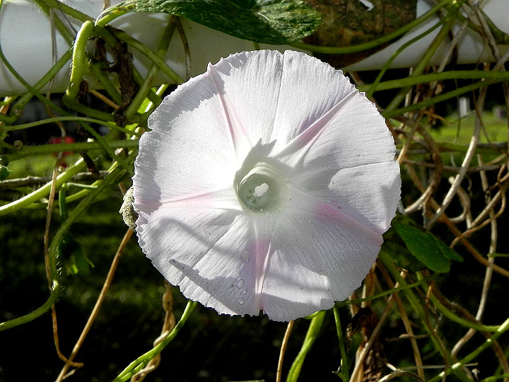DSCN1167