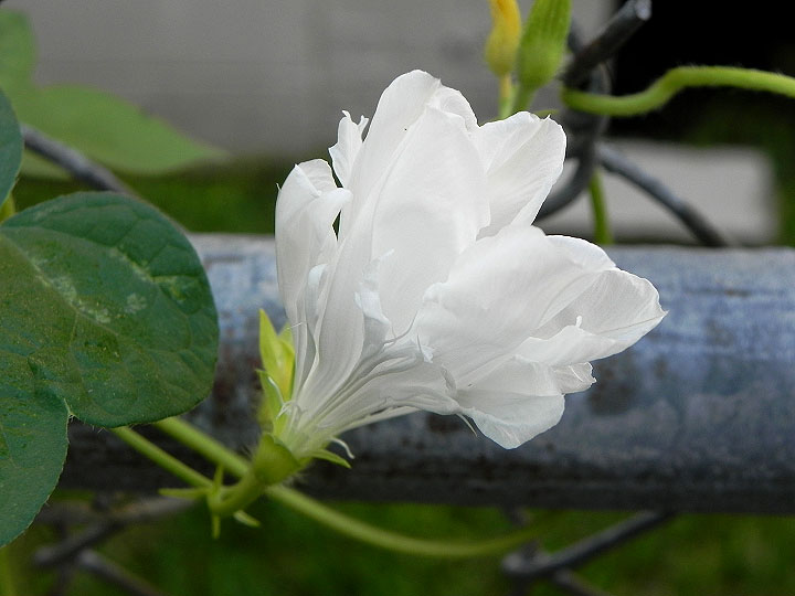 DSCN4500
