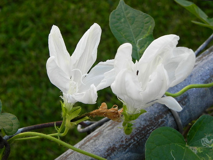 DSCN4986