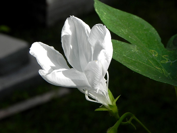 DSCN5036_02