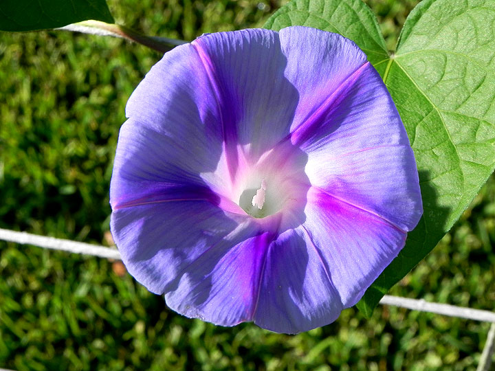 DSCN5229