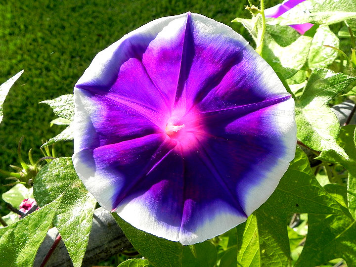 DSCN5516