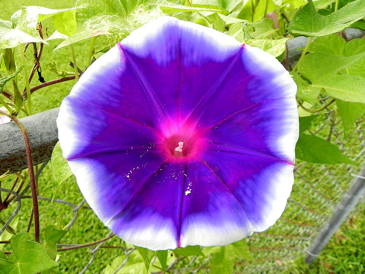 DSCN5581