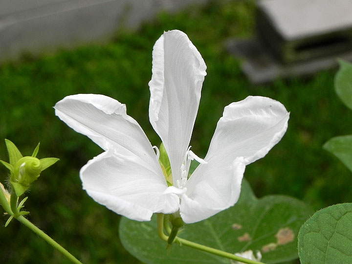 DSCN5586