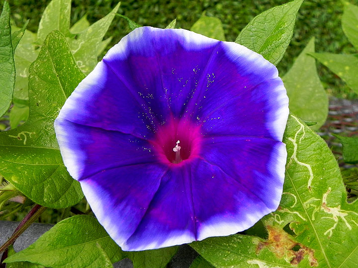 DSCN5926