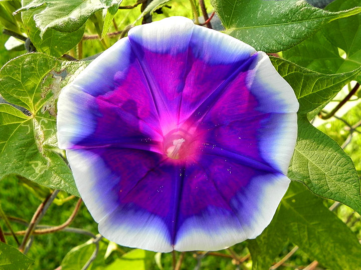 DSCN6460