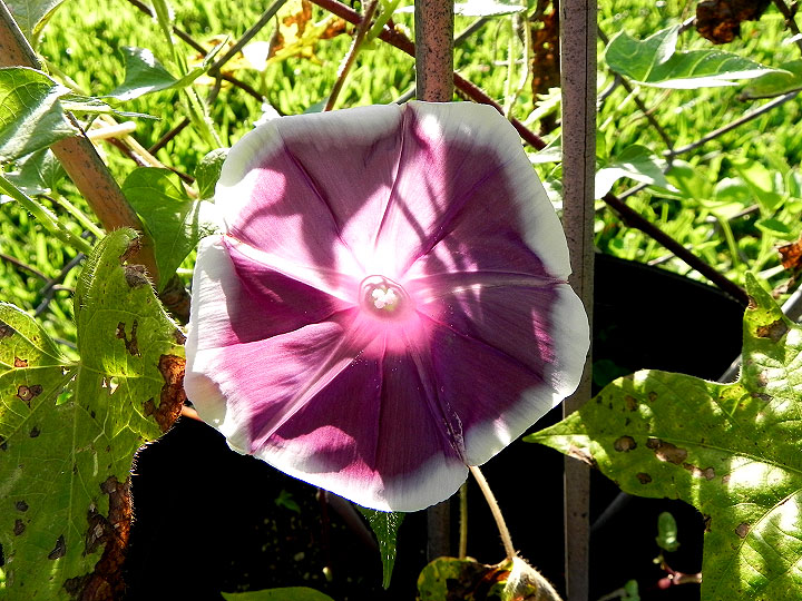 DSCN6948