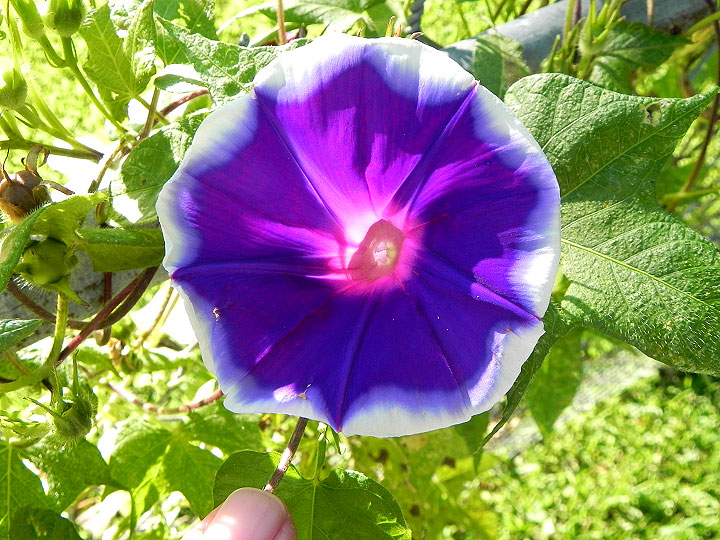 DSCN7108