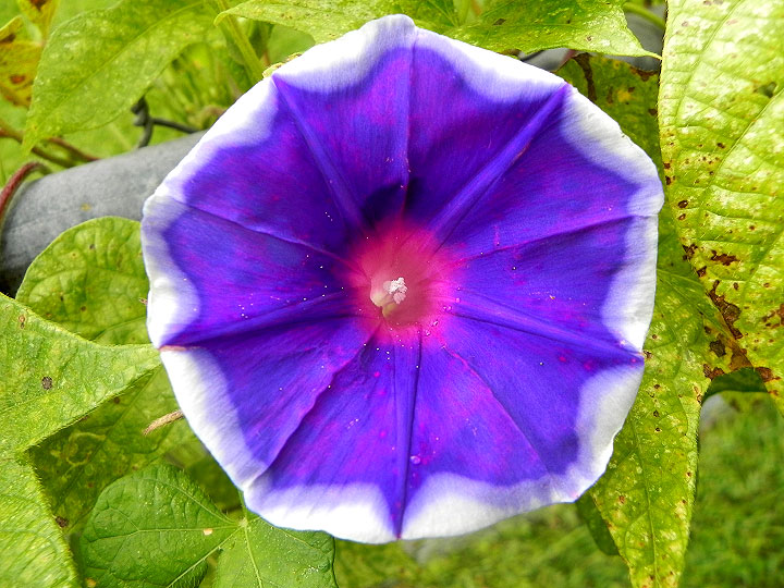 DSCN7514