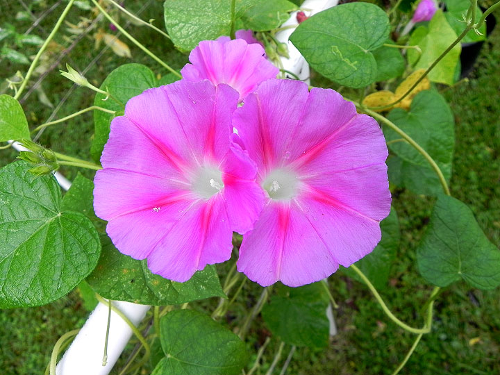 DSCN7525