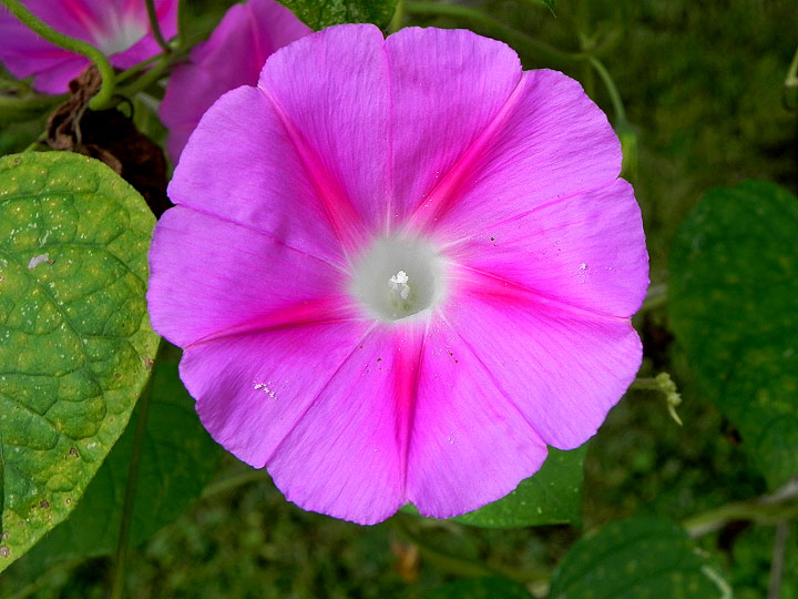 DSCN7962