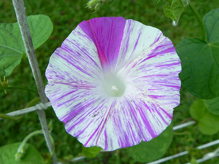 DSCN8652
