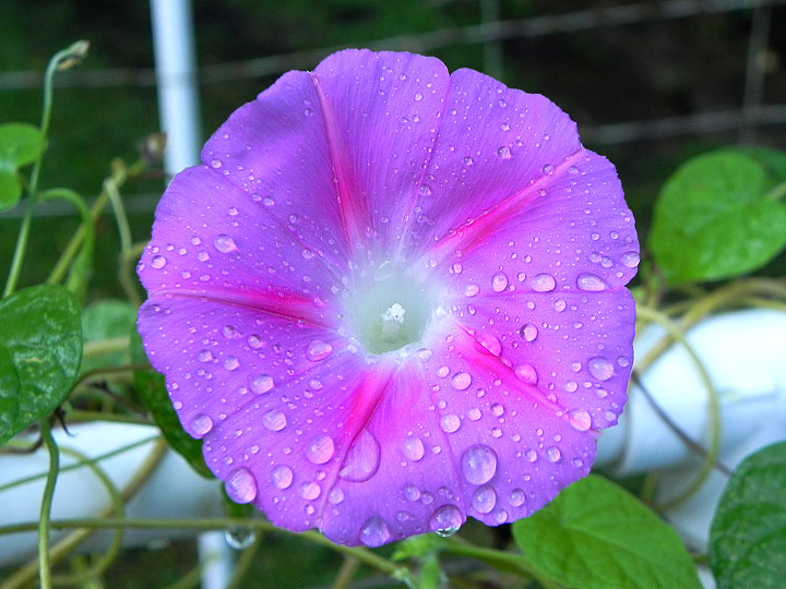 DSCN9271