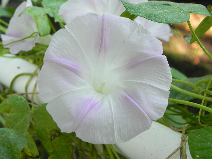 DSCN9343_01
