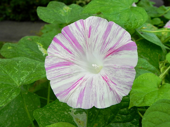 DSCN9733_01