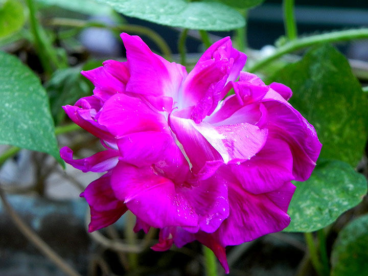 DSCN0016