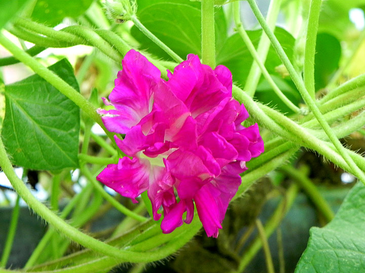 DSCN0053