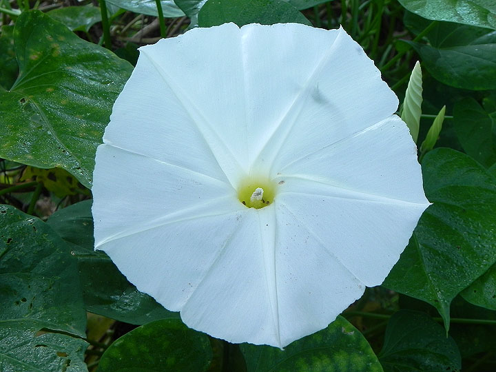 DSCN0423