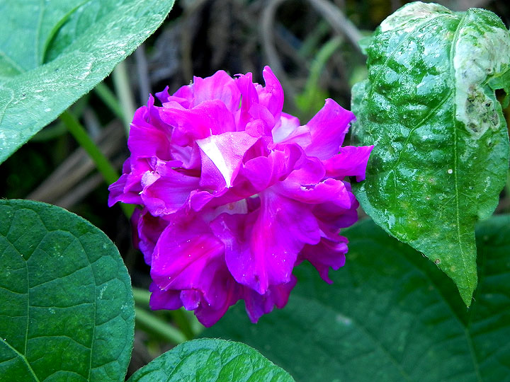 DSCN0492