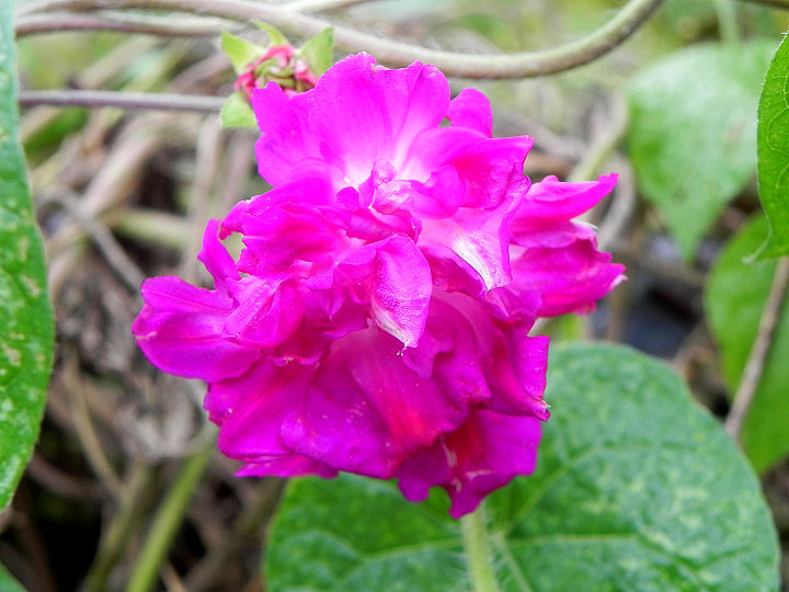 DSCN0585