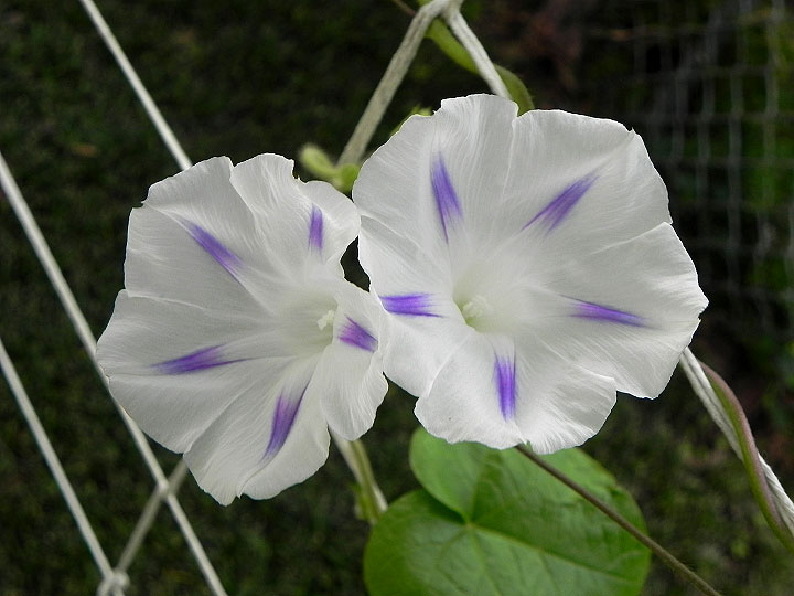 DSCN4764