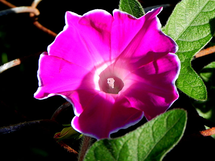 DSCN4990