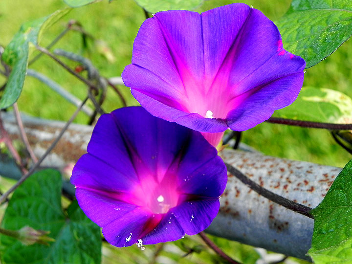 DSCN5288