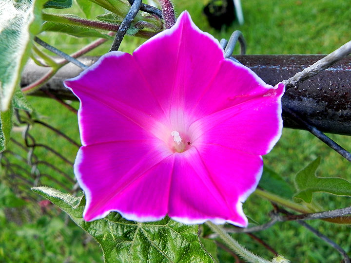 DSCN5397