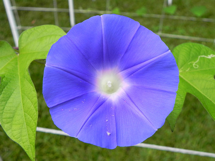 DSCN5424