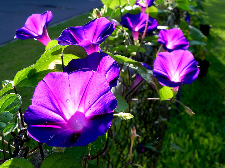 DSCN5452