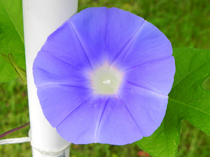 DSCN5591