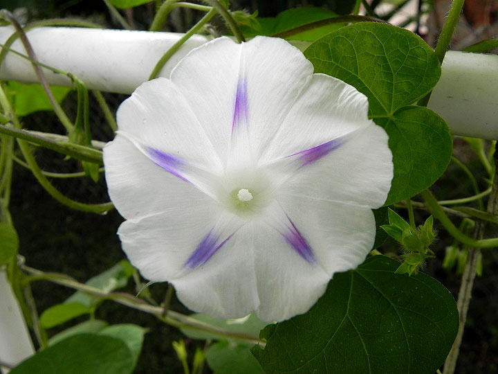 DSCN5777