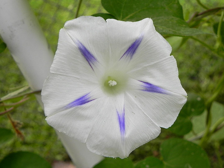 DSCN5946