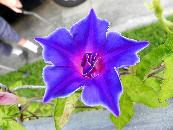 DSCN5971