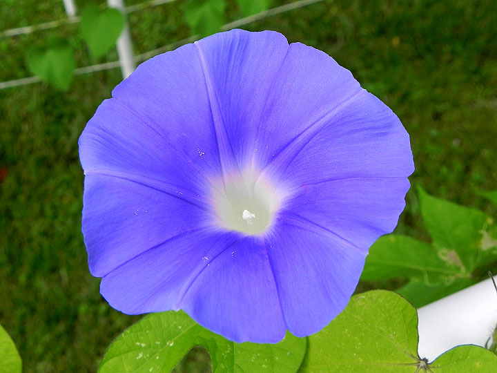 DSCN6001