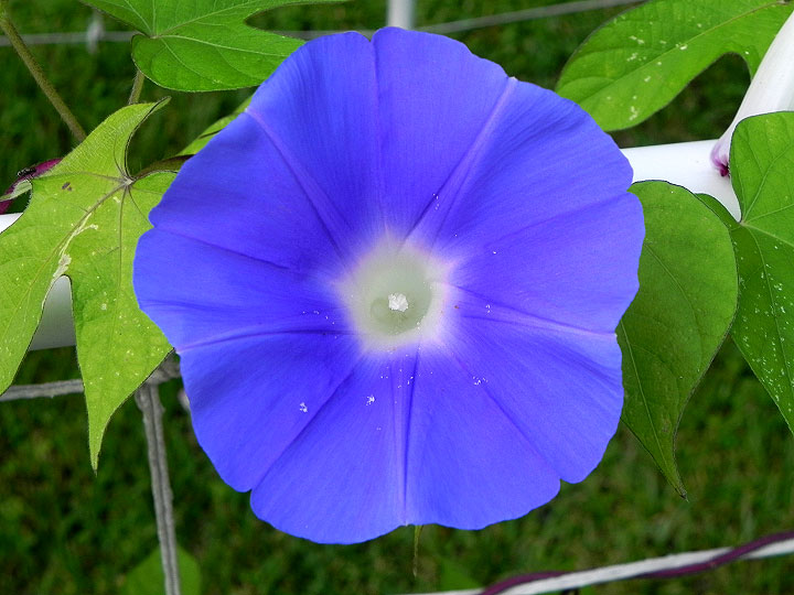 DSCN6080