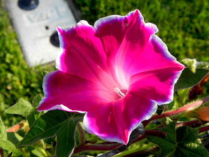 DSCN6135
