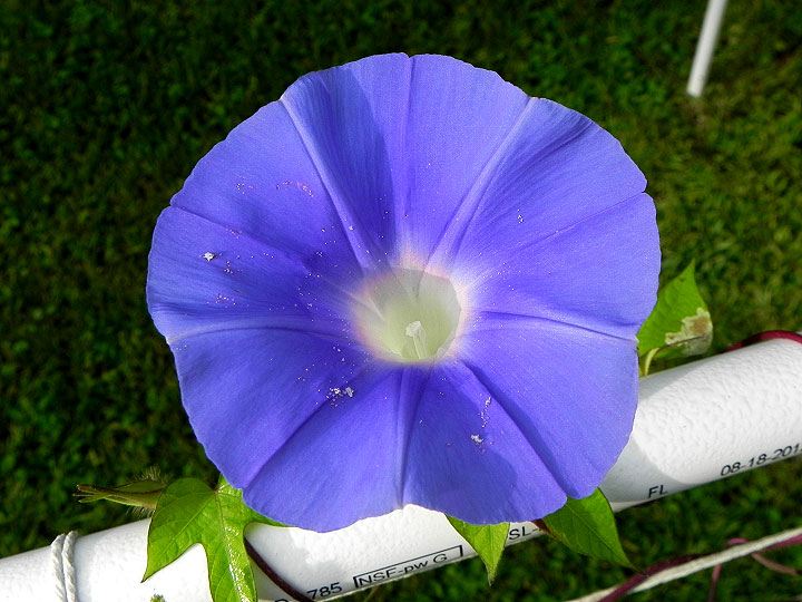 DSCN6238