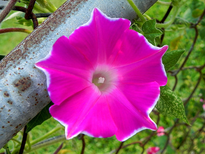 DSCN6997