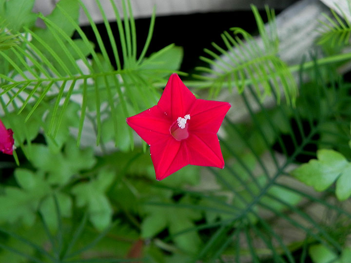 DSCN7187