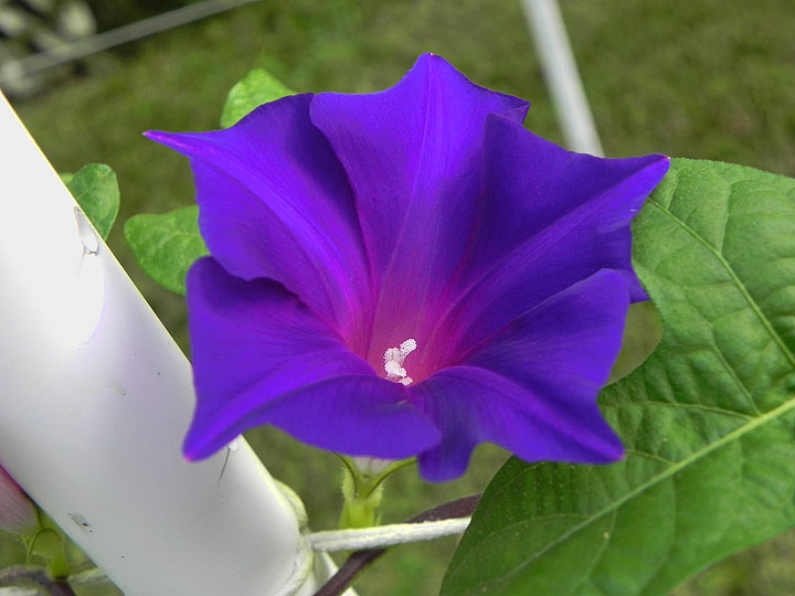 DSCN7274
