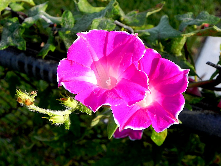 DSCN7436