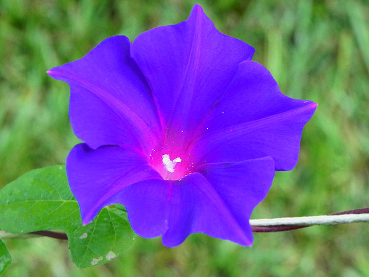 DSCN7470