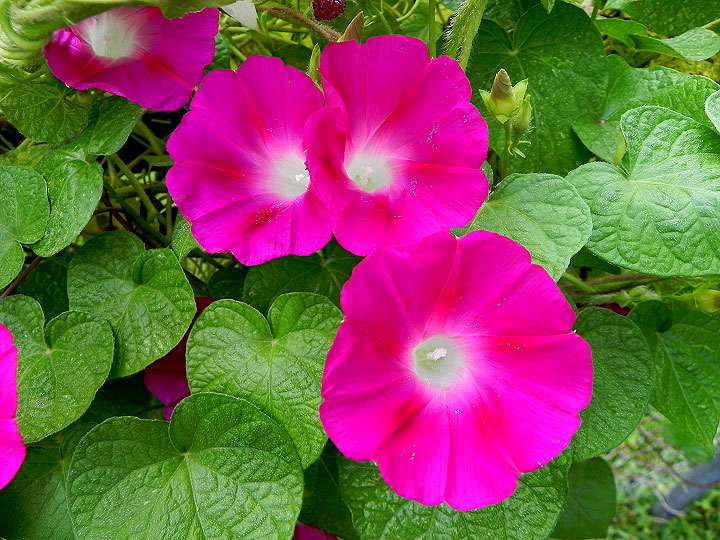 DSCN7511