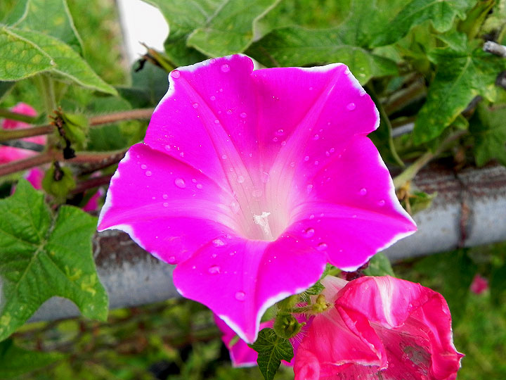 DSCN7552